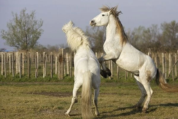 Camargue Horses - males fighting - Saintes Maries de la Mer - Bouches du Rhone - France