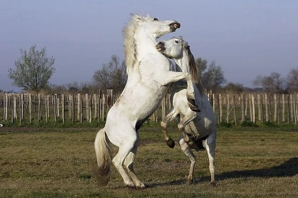 Camargue Horses - males fighting - Saintes Maries de la Mer - Bouches du Rhone - France