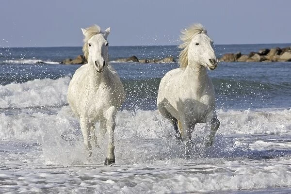 Camargue Horses - running along the beach - Saintes Maries de la Mer - Bouches du Rhone - France