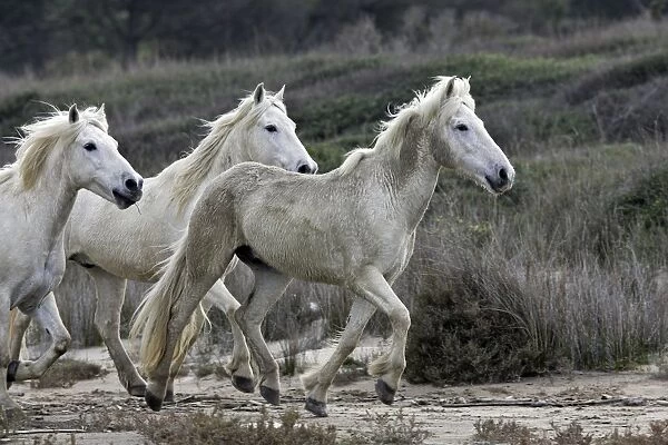 Camargue Horses - running on beach - Saintes Maries de la Mer - Camargue - Bouches du Rhone - France