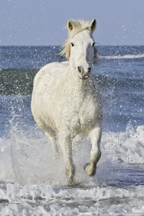 Framed Print : Camargue Horses - running along the beach - Saintes Maries de la Mer - Bouches du Rhone - France Framed Print : Camargue Horses - running along the beach - Saintes Maries de la Mer - Bouches du Rhone - France