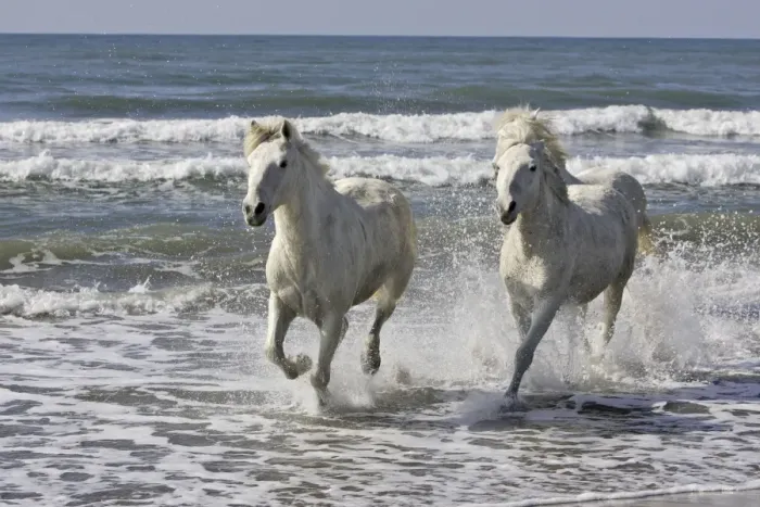 Framed Print : Camargue Horses - running along the beach - Saintes Maries de la Mer - Bouches du Rhone - France Framed Print : Camargue Horses - running along the beach - Saintes Maries de la Mer - Bouches du Rhone - France
