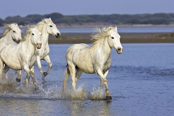 Camargue Horses - running through water - Saintes Maries de la Mer - Camargue - Bouches du Rhone - France