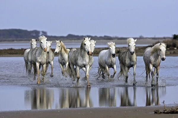 Camargue Horses - running through water - Saintes Maries de la Mer - Camargue - Bouches du Rhone - France