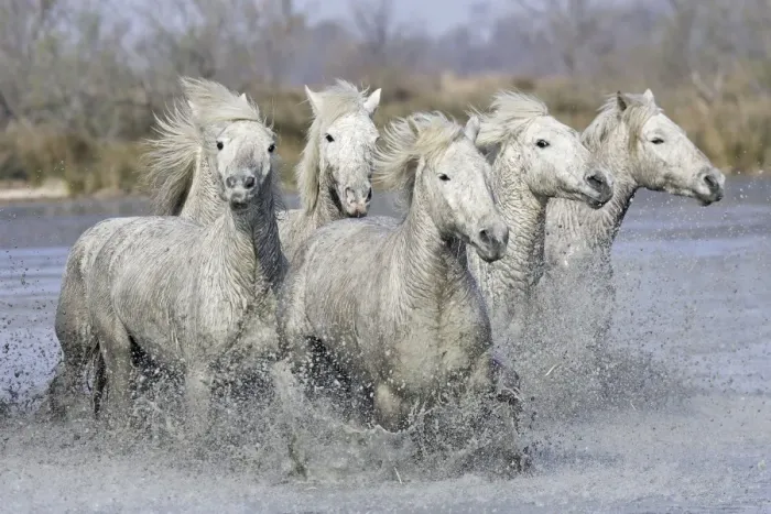 Framed Print : Camargue Horses - running through water - Saintes Maries de la Mer - Bouches du Rhone - France Framed Print : Camargue Horses - running through water - Saintes Maries de la Mer - Bouches du Rhone - France