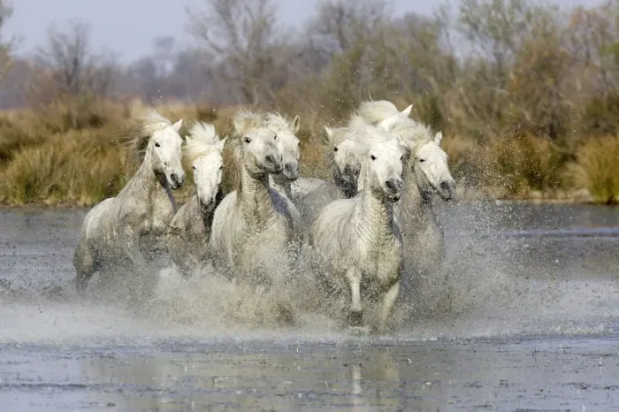 Framed Print : Camargue Horses - running through water - Saintes Maries de la Mer - Bouches du Rhone - France Framed Print : Camargue Horses - running through water - Saintes Maries de la Mer - Bouches du Rhone - France