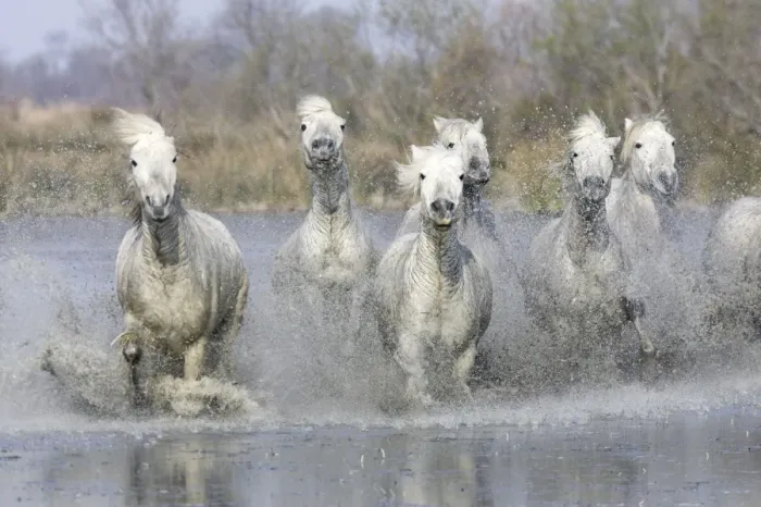 Framed Print : Camargue Horses - running through water - Saintes Maries de la Mer - Bouches du Rhone - France Framed Print : Camargue Horses - running through water - Saintes Maries de la Mer - Bouches du Rhone - France