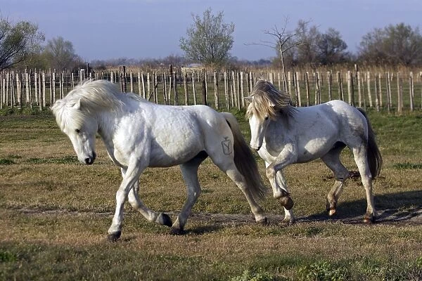 Camargue Horses - Saintes Maries de la Mer - Bouches du Rhone - France
