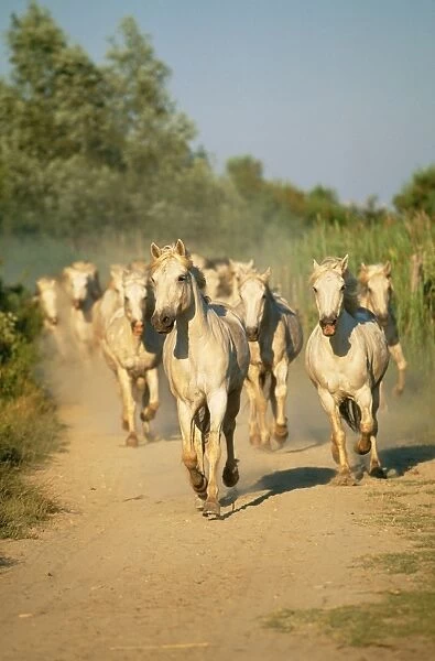 Camargue Horses WAT 6886 Herd on dusty track, France. © M. Watson  /  ARDEA LONDON