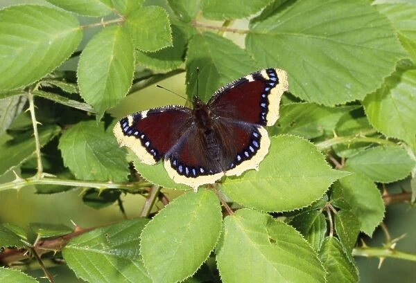 Camberwell Beauty Butterfly