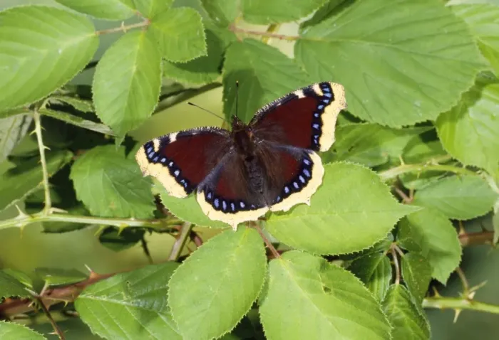 Framed Print : Camberwell Beauty Butterfly Framed Print : Camberwell Beauty Butterfly