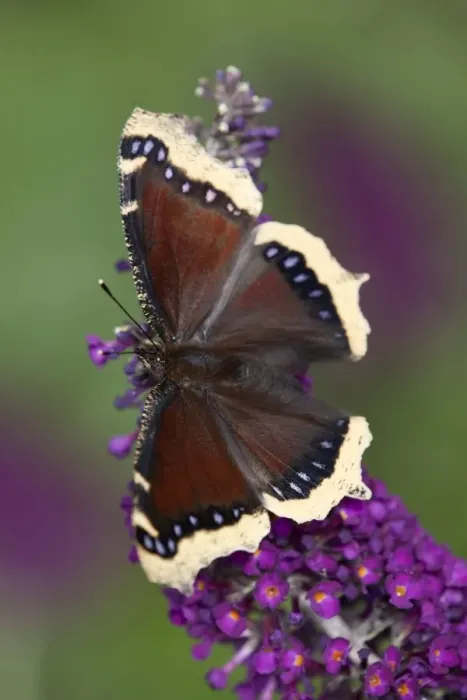 Framed Print : Camberwell Beauty Butterfly - on buddleia - UK Framed Print : Camberwell Beauty Butterfly - on buddleia - UK