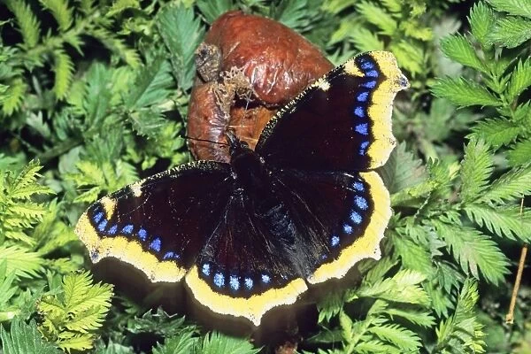 Camberwell Beauty Butterfly - feeding on rotten apple, Lower Saxony, Germany