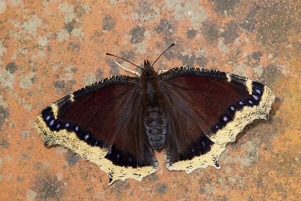 Camberwell Beauty Butterfly - UK