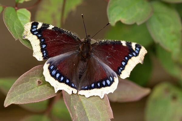 Camberwell Beauty  /  Mourning Cloak Butterfly - on honeysuckle