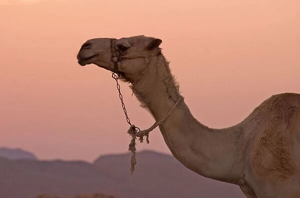 Camel Animal used for tourists at Sunset Egypt