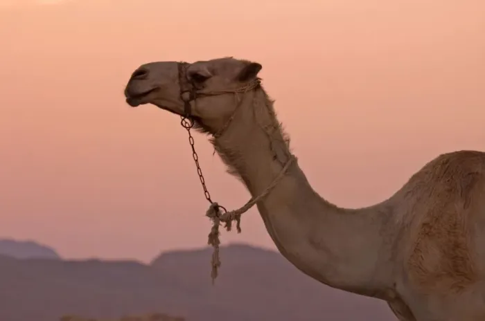 Framed Print : Camel Animal used for tourists at Sunset Egypt Framed Print : Camel Animal used for tourists at Sunset Egypt