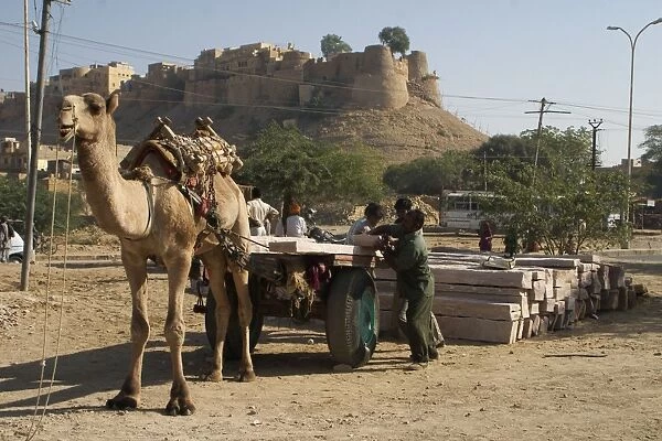 Camel - This camel was hauling concrete slabs on a cart