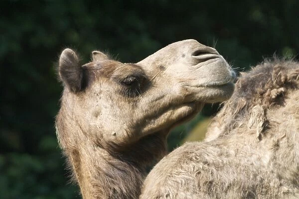 Camel - Close up of head