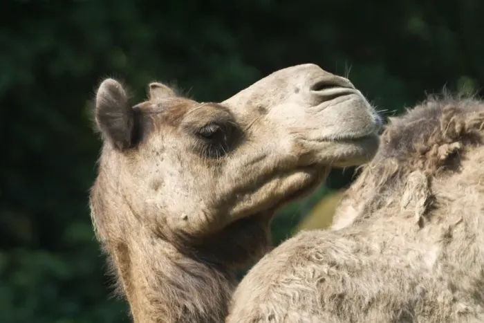 Framed Print : Camel - Close up of head Framed Print : Camel - Close up of head
