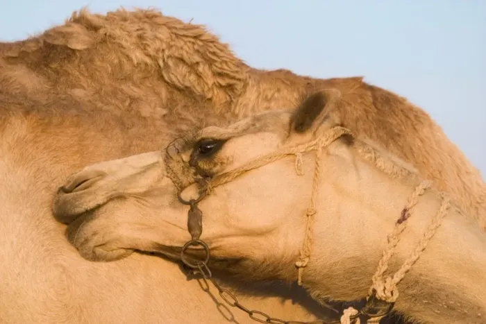 Framed Print : Camel - Egypt Framed Print : Camel - Egypt