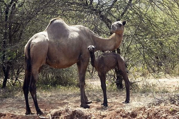 Camel - female with baby. Chelbi - Ethiopia