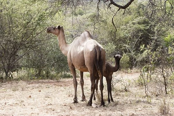 Camel - female and baby. Chelbi - South Ethiopia