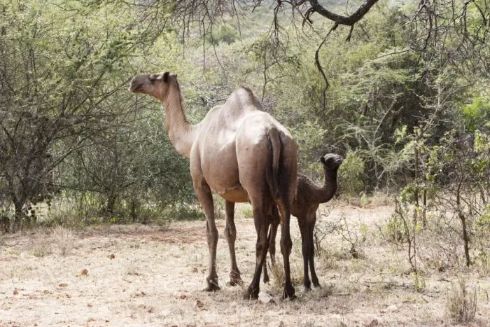 Framed Print : Camel - female and baby. Chelbi - South Ethiopia Framed Print : Camel - female and baby. Chelbi - South Ethiopia
