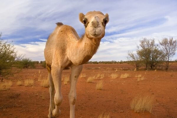 Camel -funny looking One-humped Camel or Dromedary wandering through the desert looking directly into the camera - Northern Territory, Australia