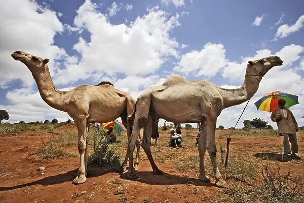 Camel market