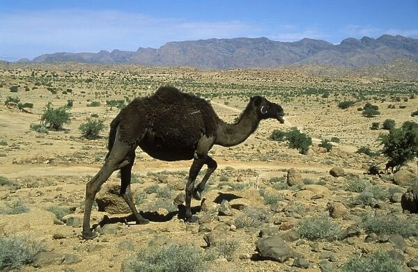 Camel - Morocco - Dromedary near the town of Tafraoute