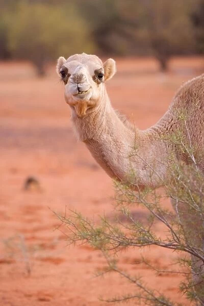 Camel - portrait of a funny looking One-humped Camel or Dromedary in the desert - Northern Territory, Australia