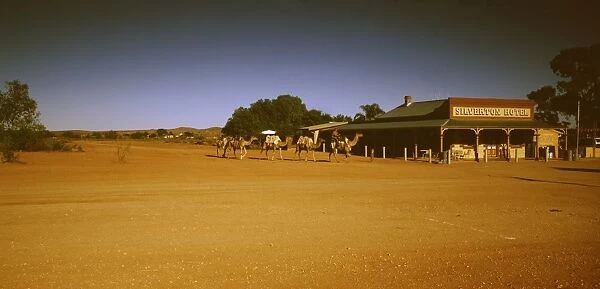 Camel rider & camels, Silverton, near Broken Hill