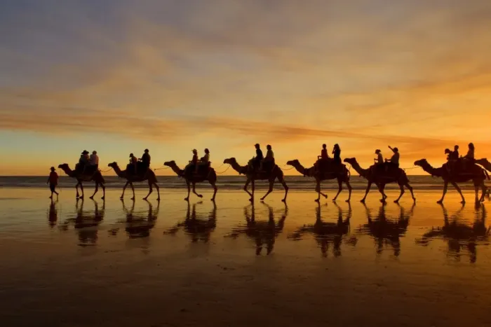 Framed Print : Camel safari - famous camel safari on Broom's Cable Beach at sunset with camels reflecting on wet beach - Cable Beach, Broome, Western Australia, Australia Framed Print : Camel safari - famous camel safari on Broom's Cable Beach at sunset with camels reflecting on wet beach - Cable Beach, Broome, Western Australia, Australia