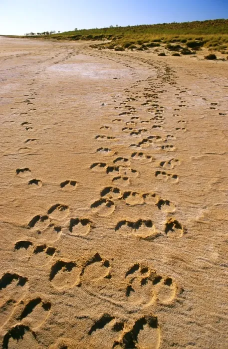Framed Print : Camel tracks - Lake Disappointment (salt lake), Little Sandy Desert, Western Australia JPF28348