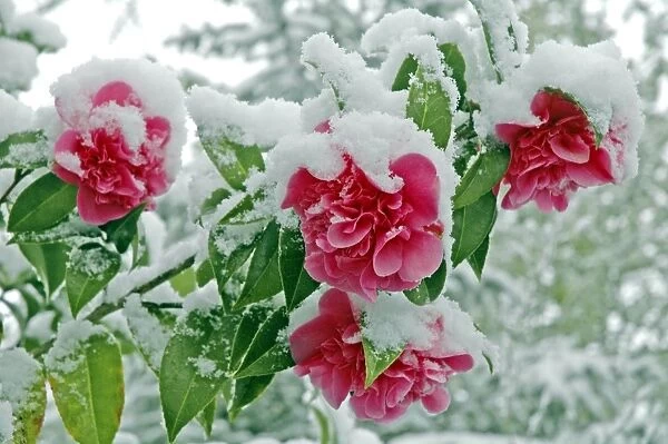 Camellias in the snow