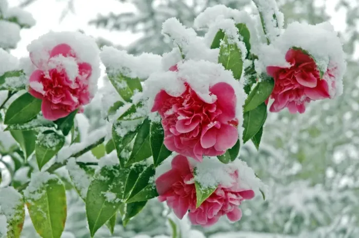 Framed Print : Camellias in the snow Framed Print : Camellias in the snow