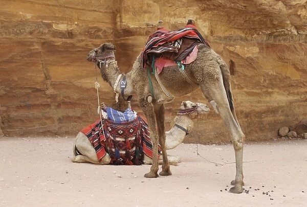 Camels - ready for tourists - Petra - Jordan