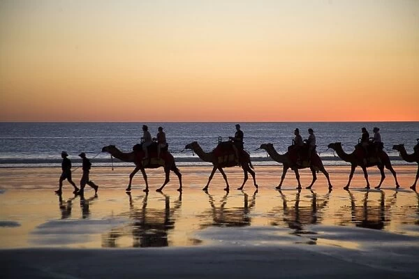 Camels taking tourists for a ride at Cable Beach Broome at sunset. Western Australia