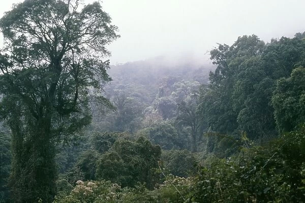 Cameroon West Africa - forest zone, Mountain Cameroon