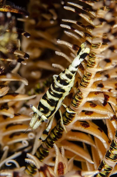 Camouflaged Commensal Shrimp - on Crinoid, Comatulida Order - night dive - Scuba Seraya House Reef dive site, Seraya, Kubu district, Karangasem, Bali, Indonesia, Indian Ocean Date: 08-Nov-19