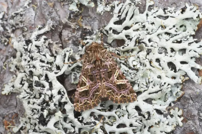 Framed Print : The Campion Moth - Essex, UK IN000698 Framed Print : The Campion Moth - Essex, UK IN000698