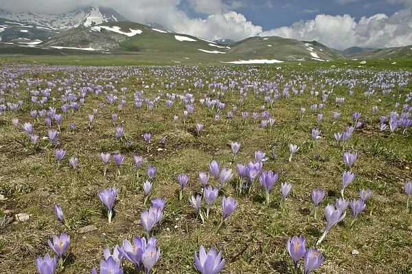 Campo Imperatore carpet of blooming crocus in spring on the mountain plateau of campo imperatore Gran Sasso National Park, Abruzzian mountains, Italy