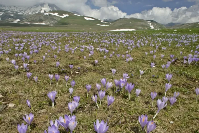 Framed Print : Campo Imperatore carpet of blooming crocus in spring on the mountain plateau of campo imperatore Gran Sasso National Park, Abruzzian mountains, Italy Framed Print : Campo Imperatore carpet of blooming crocus in spring on the mountain plateau of campo imperatore Gran Sasso National Park, Abruzzian mountains, Italy