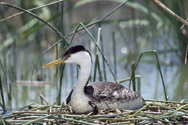 CAN-1614. Western Grebe - on nest