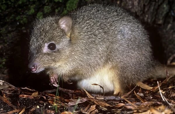 CAN-2007 Northern Rat-Kangaroo  /  Brush-tailed Bettong