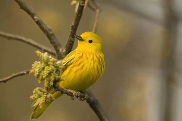 CAN-2159. Yellow Warbler - Perched on branch, yellow overall-Dark eye prominent