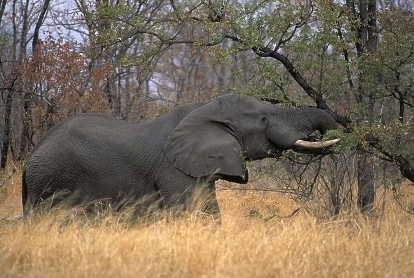 CAN-2222. African Elephanat - Feeding from tree, South Africa - IUCN Endangered