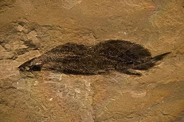 CAN-2363. Fossil Lungfish - Dipnoi - Quebec - Canada - Late Devonian -