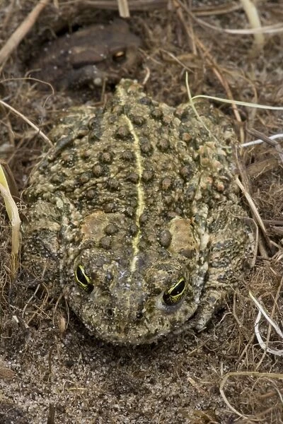 CAN-2645. Natterjack Toad UK - Protected species - Reintroduced in many